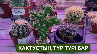 КАКТУСТЫҢ ТҮР ТҮРІ БАР😍