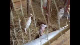 Whitman Heritage Turkey Farm  - Part 3