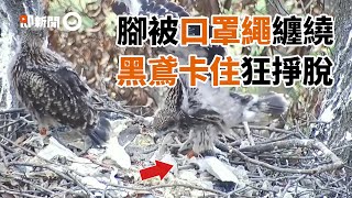 黑鳶寶寶腳被「口罩繩」纏繞3圈！卡2小時掙脫成功｜鳥｜野生動物｜屏科大鳥類生態研究室