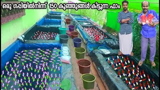 നീലക്കളർ ഗപ്പികൾ മാത്രം ചെയ്യുന്ന ഫിഷ് ഫാം | Blue Colour Guppies farm