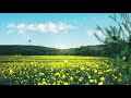 summer field of flowers asmr ambience