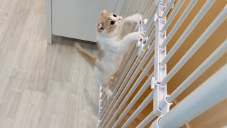 ついに柵を自分で開けようとするようになった子猫がすごすぎました…