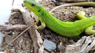 Balkan Green Lizard Eating An Egg Sac