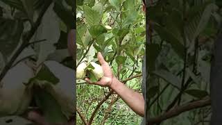 Exotic fruit farm and nursery||800 ഓളം വിദേശ പഴചെടികൾ കായിച്ചുനിൽകുന്ന ഒരു ഫാം