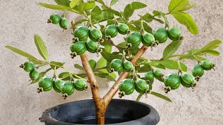 Sua GOIABA vai EXPLODIR de TANTO PRODUZIR FRUTOS (gasta 0 reais)