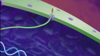 Control of Gene Expression in Eukaryotes [HD Animation]_HIGH.mp4