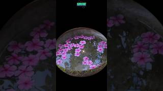 Periwinkle floats in water #nature #flowers #youtube #periwinkle #pink #shorts