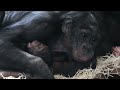 baby bonobo teething