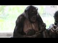 baby bonobo teething