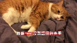 papi酱 - 小咪：今天是一只有心事的小猫咪...【papi家的大小咪】