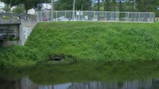 Restoring Shingle Creek