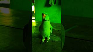 मम्मी एक गिलास पानी दे दो #parrot #funny #funnyanimal #funny #funnyparrot #funnyvideo #funnyshorts..