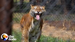 Tigers Freed From Abandoned Train Car After 15 Years | The Dodo Comeback Kids