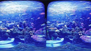 3D The Wonderful World of Ocean - Aquarium VR Videos 3D SBS [Google Cardboard VR Experience] VR Box