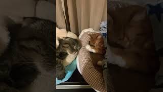 顔だけチラリ覗かせると誰でも可愛くなれるらしい？ #cat猫