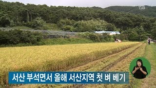 TJB뉴스-서산 부석면서 올해 서산지역 첫 벼 베기(뉴스방영 2017.08.24)