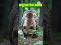 একটি ভাল্লুকের কটি দাঁত আছে 🐻 youtubeshorts viralshort facts bear