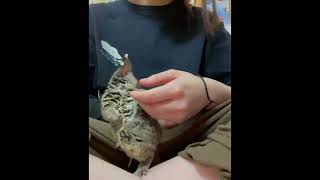 膝の上のショウガラゴ　～小さなお猿さんと遊ぶ～