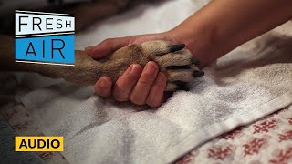 This veterinarian says pets have a lot to teach us about love and grief | Fresh Air