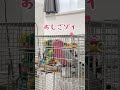 さすがに喋りすぎなオウム【モモイロインコ】