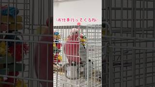 さすがに喋りすぎなオウム【モモイロインコ】