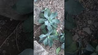 戟葉龍舌蘭 葉面特寫 Agave potatorum