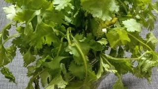 Coriander LeavesTips | மல்லி இலை கெடாமல் இருக்க இந்த டிப்ஸ் ஃபாலோ பண்ணுங்க | Coriander Leaves.