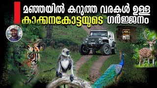 മഞ്ഞയിൽ കറുത്ത വരകൾ ഉള്ള കാക്കനാകോട്ടയുടെ ഗർജ്ജനം I KABINI I KAKKANAKOTTE#mti #karikkaden #kabini