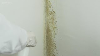 The best strategy for removing mold from your home, and why you should do it quickly