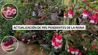 Actualización de mis PENDIENTES DE LA REINA, después del trasplante, cambio de sustrato| Jardín Diaz