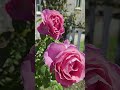 Beautiful Pink Rose - All Dressed Up Rose  #shortsfeedviral  #beautifulrose #beautifulflowers