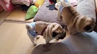 pugs fighing パグ　本気でやり合いますカイルイ君　第六弾　衝撃映像　ガチギレ　#pug#パグ#はなぺちゃ#衝撃映像#閲覧注意#ガチギレ