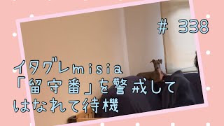 留守番させられて…わかりやすく拗ねるイタグレパピーのｍｉｓｉａ(ミーシャ)【生後338日】【うちの子271日目】【イタリアングレーハウンド】【子犬】【イタグレパピー】