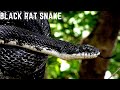 Black Rat snake| Serbian Forest 🇷🇸| Rat snakes are non-venomous|Harmless snakes