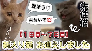 先住猫と新入り猫が仲良くなるまでの２週間記録【多頭飼い】