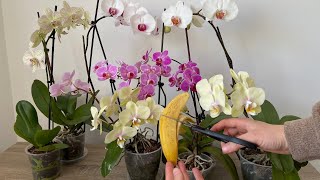 Do This To The Orchid And It Will Bloom Abundantly And Grow New Leaves And Roots/Orchid Banana Peel