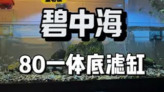 《开缸体验》碧中海80cm一体底滤鱼缸底滤鱼缸 养鱼日记 新手养鱼