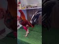 Cómo poner rojo los muslos de un gallo #gallos #animales #criadero #aves #galleros #gallinas#gallino