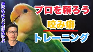 【質問コーナー】 2歳で人を咬むコザクラインコさん、今からでもトレーニングできる？シードとペレットは別の容器に入れた方がいい？発情した後に発情抑制剤飲んでも意味ないの？などにお答えしました！