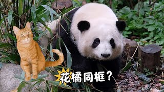 25.02.15 姨姨们想看小橘和花花同框？ 姨姨很敢想！