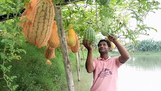 ঘেরের আইলে অফ সিজনে তরমুজ চাষ শুরু করবেন কিভাবে? জানুন চাষ পদ্ধতি #watermelon #harvest  @farukraz