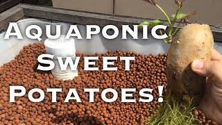 Growing Sweet Potato In Aquaponics!!