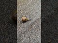 イギリス留学16日目【そんな色だったっけ？】 留学 イギリス イギリス留学 snail snails raindrops rain pet pets animals