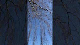 Silver Birch 'Tristis' - branches \u0026 twigs - March  2021