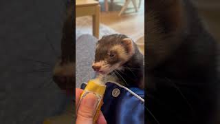 エサに夢中なフェレット #pet #shorts #ferret #イタチ