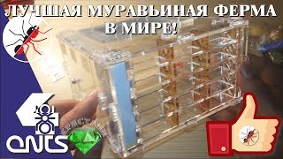 Лучшая муравьиная ферма в мире!