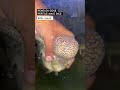 fertile kml for sale andhraaquaria flowerhorn araquatics fish trending exotic srd kml