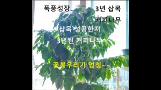 삽목한 성공한 3년된 커피나무 최근 현황 커피나무 꽃봉우리