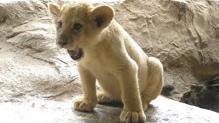 目の前に来てくれたライオンの赤ちゃん（クレイ君）とべ動物園