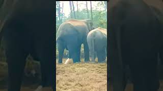 Elephant 🐘 || wild elephant || WILD LIFE ANIMAL || #shorts